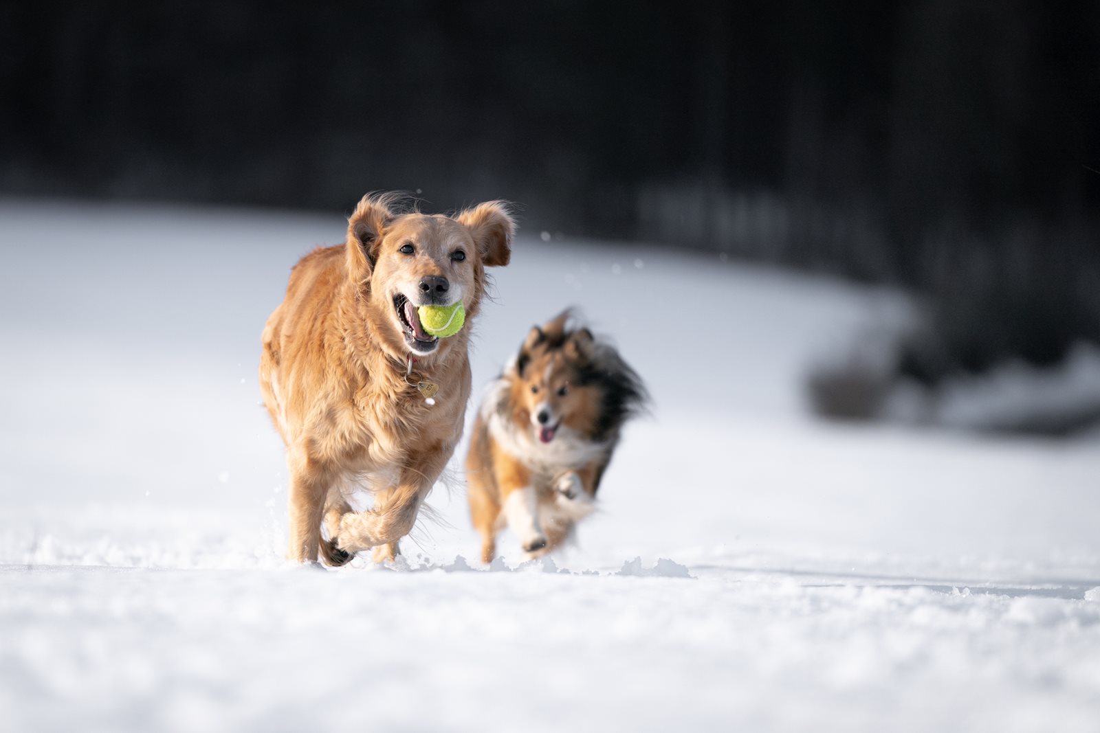 Dogs plaing in a snowy feild.